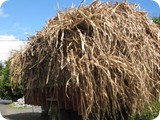 20101004013 La canne a sucre