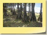 20101019045 Cote Sud