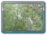 20101005024 Cote Ouest ML