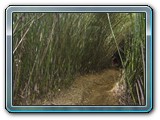 012 Vegetation 