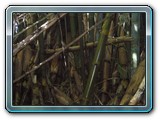 013 Vegetation 