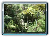 014 Vegetation 