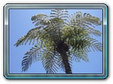 015 Vegetation 