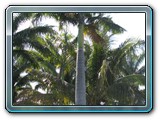 017 Vegetation 