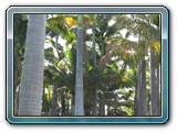018 Vegetation 