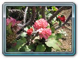 019 Vegetation 