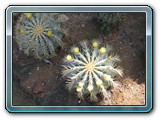 020 Vegetation 