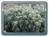023 Vegetation 