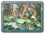 024 Vegetation 