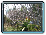 026 Vegetation 