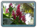 032 Vegetation 