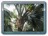 034 Vegetation 