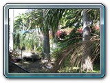 039 Vegetation 