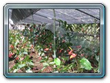 041 Vegetation 