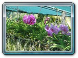 043 Vegetation 