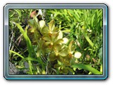044 Vegetation 