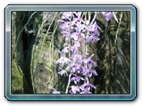 046 Vegetation 