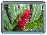 047 Vegetation 
