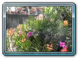 049 Vegetation 