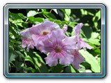 052 Vegetation 