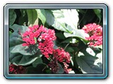 053 Vegetation 