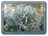 054 Vegetation 