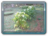 055 Vegetation 