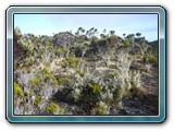 056 Vegetation 