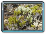 057 Vegetation 
