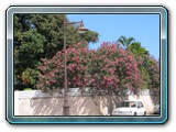 058 Vegetation 