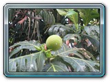 059 Vegetation 