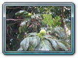 060 Vegetation 