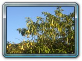 061 Vegetation 