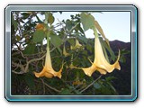 062 Vegetation 