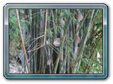 063 Vegetation 