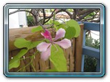 064 Vegetation 