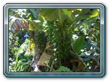 065 Vegetation 