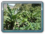 066 Vegetation 
