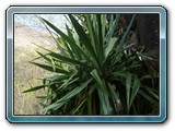 067 Vegetation 