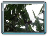 068 Vegetation 