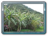 069 Vegetation 
