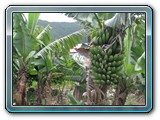 070 Vegetation 