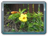 071 Vegetation 