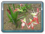 072 Vegetation 