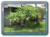 073 Vegetation 