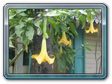 074 Vegetation 