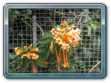 075 Vegetation 