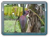 076 Vegetation 