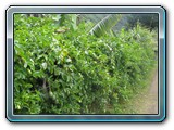 077 Vegetation 
