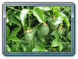 078 Vegetation 